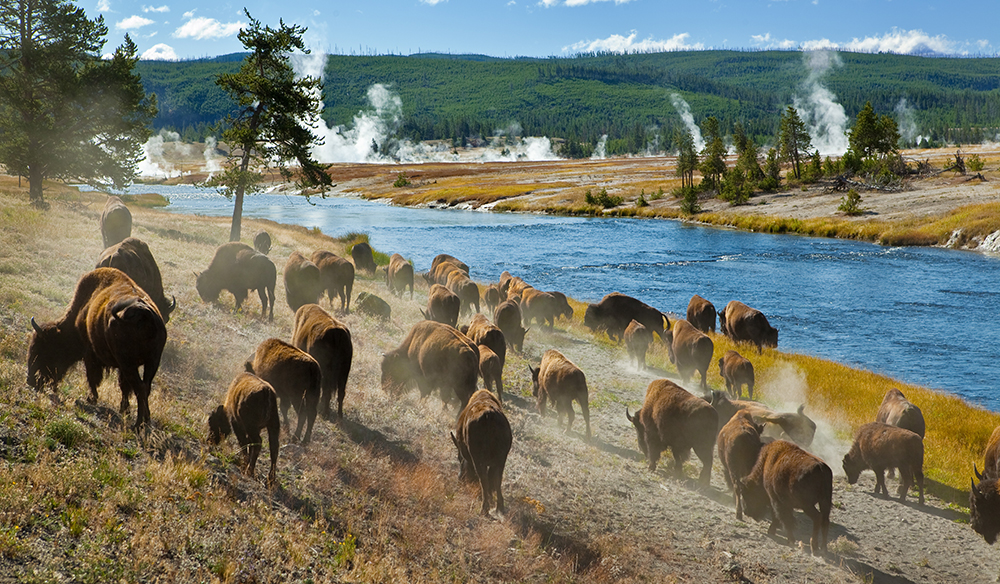 Access Free Sound Effects from Yellowstone National Park with Dozens of Downloads Available